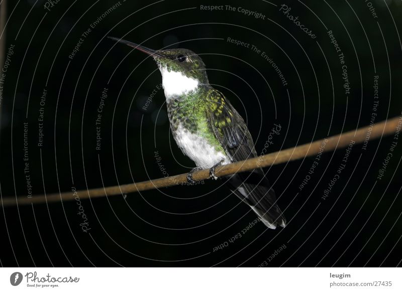 Picaflor auf der Stange Vogel Kolibris Stab Stock grün schillernd Argentinien Wildtier Natur