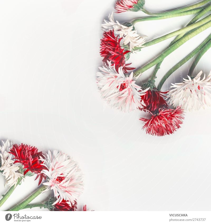 Weißer Hintergrund mit hübschen roten und weißen Blumen Stil Design Sommer Valentinstag Natur Pflanze Dekoration & Verzierung Blumenstrauß trendy