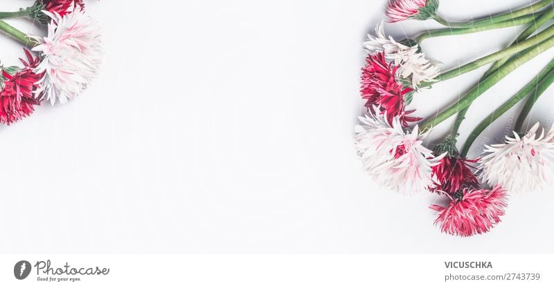 Weißer Hintergrund mit rosa und weißen Blumen Lifestyle Stil Design Feste & Feiern Valentinstag Muttertag Hochzeit Geburtstag Natur Pflanze Blüte