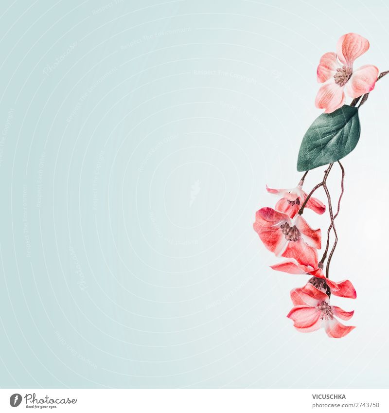 Schöne, florale Hintergrundbordüre mit Korallenblütenblüten hängendem Zweig auf hellem Türkis. Florales Layout mit Kopierraum komponiert lieblich geblümt Borte