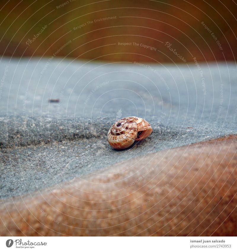 Schnecke auf der Pflanze Riesenglanzschnecke Tier Wanze Insekt klein Panzer Spirale Natur Garten Außenaufnahme Zerbrechlichkeit niedlich Beautyfotografie