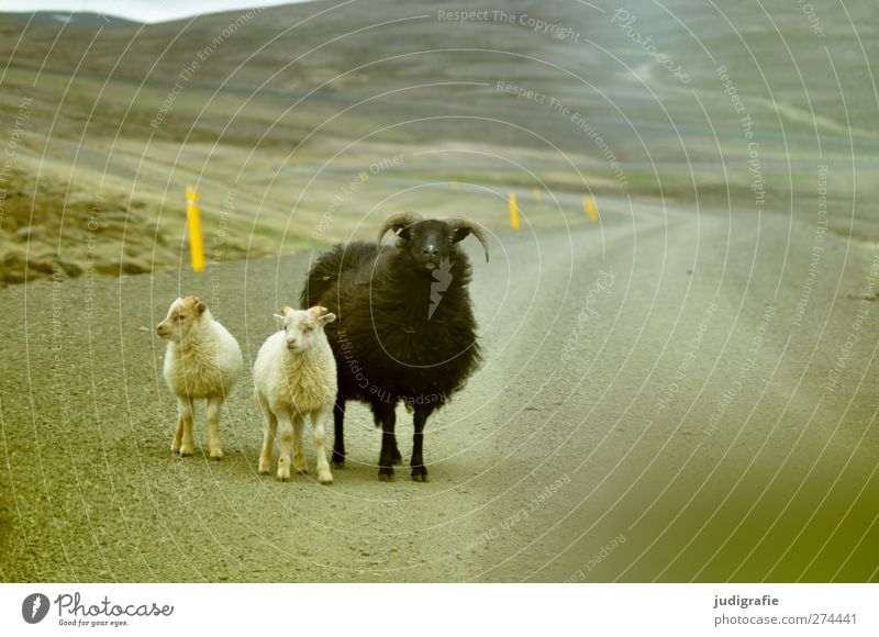 Island Natur Landschaft Straße Wege & Pfade Tier Nutztier Schaf Lamm 3 Tiergruppe Tierfamilie warten klein natürlich niedlich Leben Farbfoto Gedeckte Farben