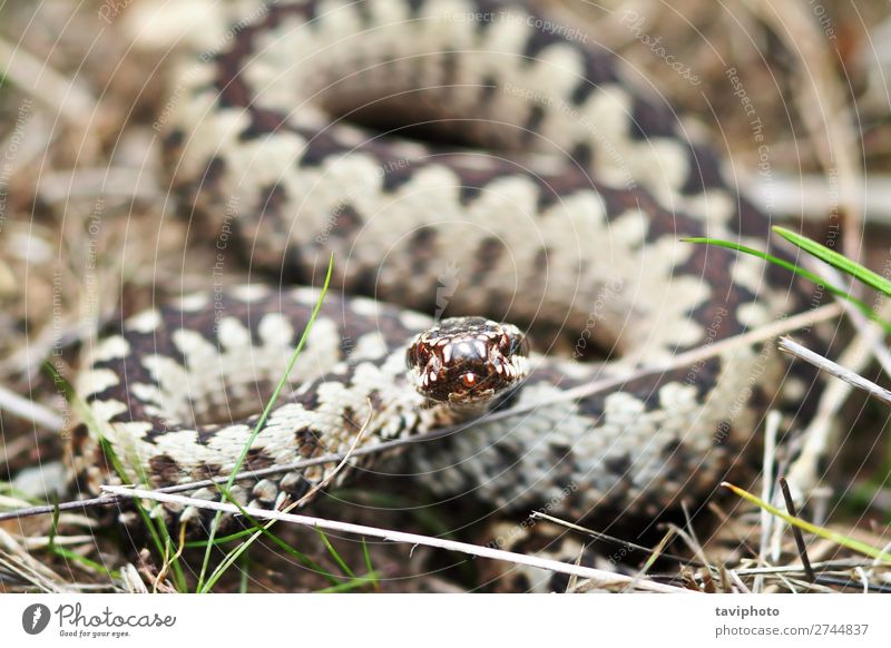 aggressive gemeine europäische Viper Natur Tier Wildtier Schlange Aggression groß wild braun schwarz Angst gefährlich giftig Europäer angriffslustig beißbereit