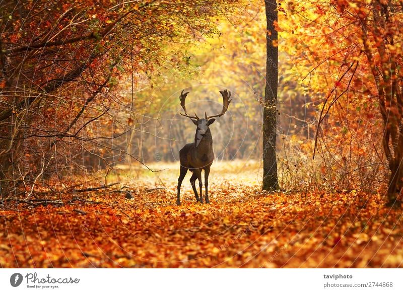Damhirsch im schönen Herbstwald Spielen Mann Erwachsene Natur Landschaft Tier Baum Wald natürlich wild braun rot Farbe Hirsche Tierwelt fallen Säugetier