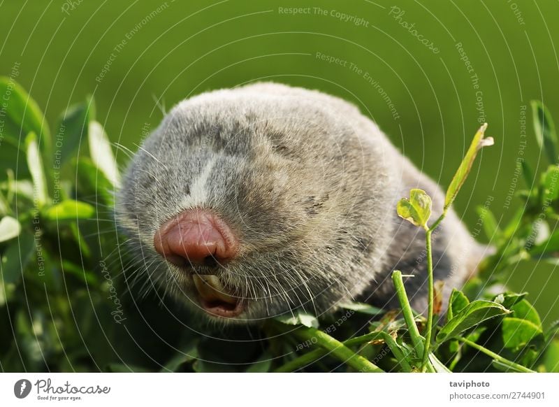Porträt einer kleinen Maulwurfsratte Gesicht Zähne Umwelt Tier Pelzmantel natürlich niedlich wild braun grau gefährlich Kopf Tierwelt Klunker Auge knapp selten