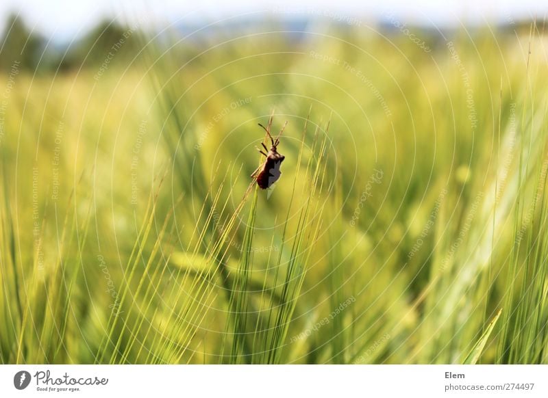 Stinkkäfer auf reisen Tier Käfer 1 Kraft ruhig Einsamkeit Farbfoto Außenaufnahme Tag Tierporträt
