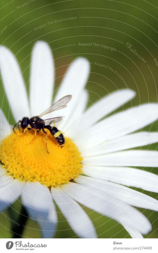 Bruchlandung auf Gänseblümchen Pflanze Blume Tier Biene Flügel 1 schön Farbfoto Außenaufnahme Hintergrund neutral Tierporträt