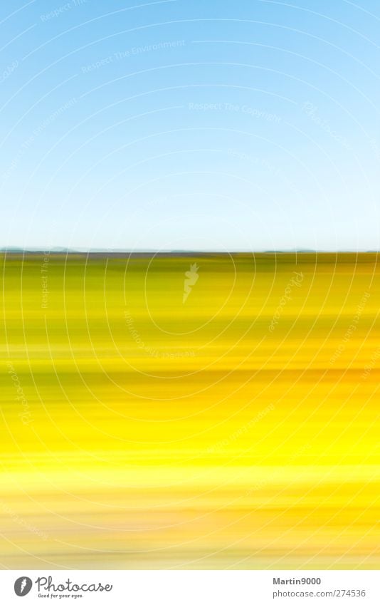 Wildflowers I harmonisch Wohlgefühl Erholung Meditation Ferien & Urlaub & Reisen Ferne Sommer Sommerurlaub Sonne Sonnenbad Kunst Maler Gemälde Natur Landschaft