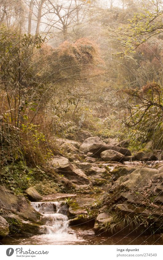 Tal der Phantasie Umwelt Natur Landschaft Frühling Nebel Pflanze Baum Wald Urwald Flussufer Bach Wasserfall Sichuan China Asien exotisch fantastisch Stimmung