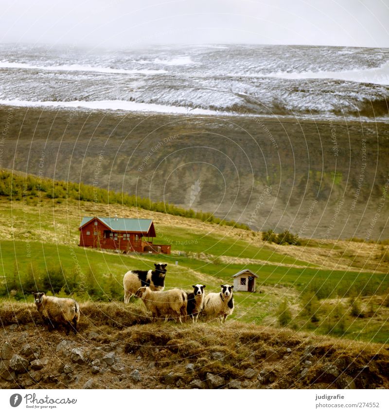 Island Umwelt Natur Landschaft Felsen Berge u. Gebirge Schneebedeckte Gipfel Haus Hütte Tier Nutztier Schaf Tiergruppe Tierfamilie Kitsch natürlich Neugier