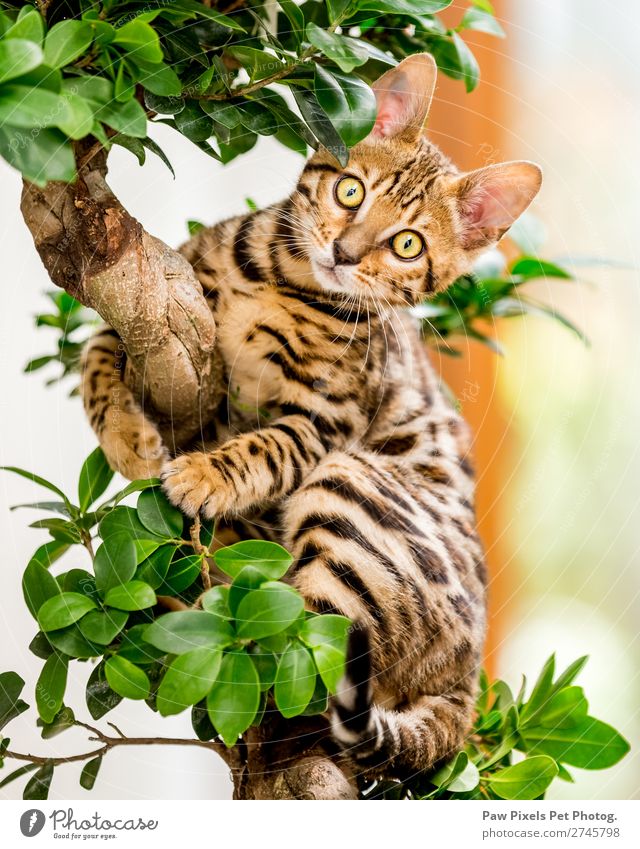Ein bengalisches Kätzchen in einem Baum Pflanze Blatt Grünpflanze Tier Katze Tiergesicht Fell Krallen Pfote 1 Tierjunges hängen sitzen gelb gold grün orange