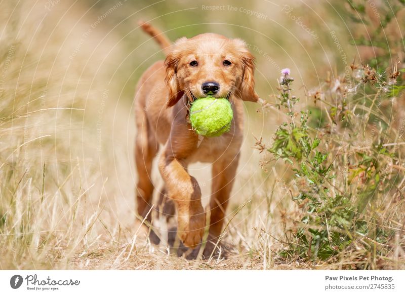 Hund trägt einen Ball. Golden Retriever Welpe. Tier Tiergesicht Fell Pfote 1 Tierjunges fangen Lächeln laufen rennen tragen Fröhlichkeit gelb gold grün orange