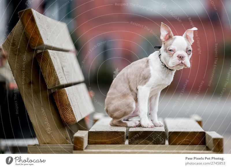 Ein Hund auf einer Holzbank. Boston Terrier Welpe. Tier Haustier Tiergesicht Fell 1 Tierjunges Fressen Kommunizieren sitzen schön braun weiß Farbfoto