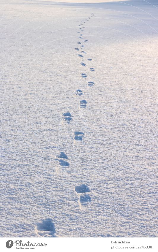 Fußspuren im Schnee harmonisch Erholung ruhig Ferne Freiheit Winter Berge u. Gebirge wandern Natur Sonnenlicht gehen sportlich Einsamkeit Fortschritt Idylle