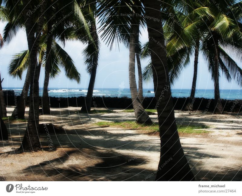 strand Strand Palme Karibisches Meer Hawaii Polynesien Center