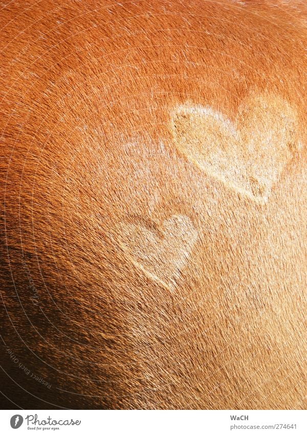 Ich lieb' mein Pferd 1 Tier Zeichen außergewöhnlich Glück braun Gefühle Liebe Tierliebe Verliebtheit Treue Romantik schön Farbfoto Textfreiraum links