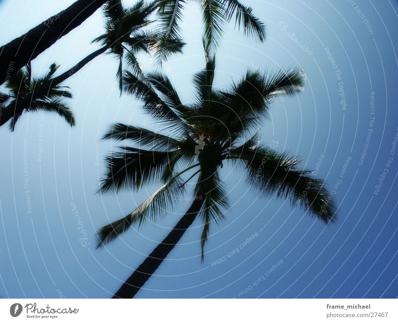 palms Palme Karibisches Meer Hawaii Sonne Mittag