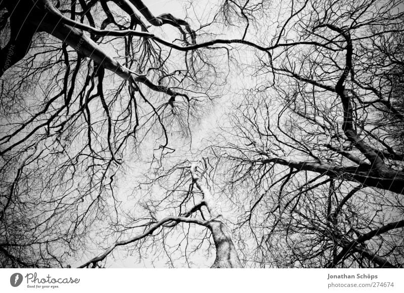 Bäume Umwelt Natur Himmel Wolkenloser Himmel Herbst Winter Schönes Wetter Baum ästhetisch Perspektive aufwärts steil Verzerrung Wald Park kahl Baumkrone Ast