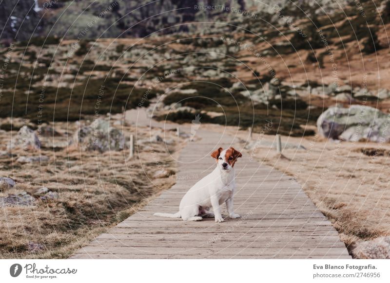 süßer kleiner Hund auf Holzboden im Freien sitzend Lifestyle Freude Winter Berge u. Gebirge Fotokamera Natur Tier Herbst Blatt Park Wege & Pfade Haustier 1
