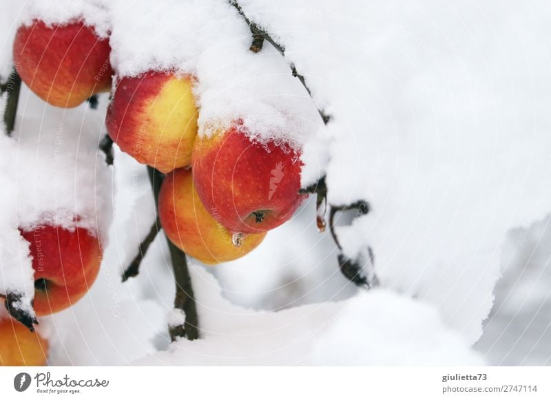 Winteräpfel mit Schneedecke zugedeckt | Betthupferl Frucht Apfel Umwelt Natur Eis Frost Garten frisch Gesundheit kalt lecker natürlich schön süß rot weiß