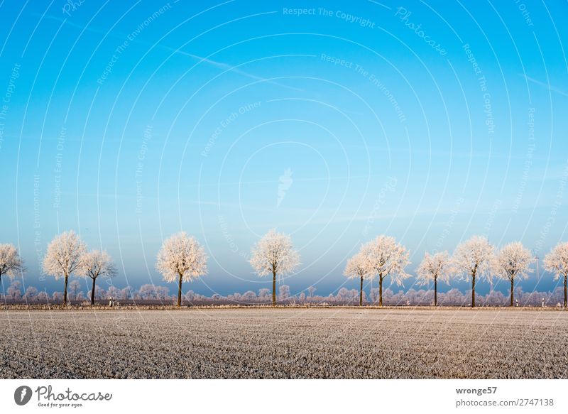 Winterlandschaft mit Raureif Umwelt Natur Landschaft Pflanze Horizont Schönes Wetter Eis Frost Baum Feld Börde Straße kalt blau braun weiß Querformat