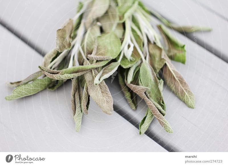 heilende Kraft Natur Pflanze Sträucher grau grün Salbei vertrocknet Heilung Gesundheitswesen Kräuter & Gewürze aromatisch Blatt Farbfoto Außenaufnahme