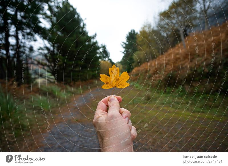 Hand mit gelbem Blatt Natur abstrakt Konsistenz Außenaufnahme Hintergrund Beautyfotografie Zerbrechlichkeit Herbst fallen Winter