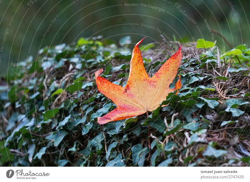 Orangenblatt Blatt orange Natur abstrakt Konsistenz Außenaufnahme Hintergrund Beautyfotografie Zerbrechlichkeit Herbst fallen Winter