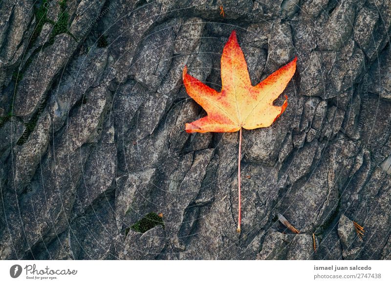 rotes Baumblatt Blatt Natur abstrakt Konsistenz Außenaufnahme Hintergrund Beautyfotografie Zerbrechlichkeit Herbst fallen Winter