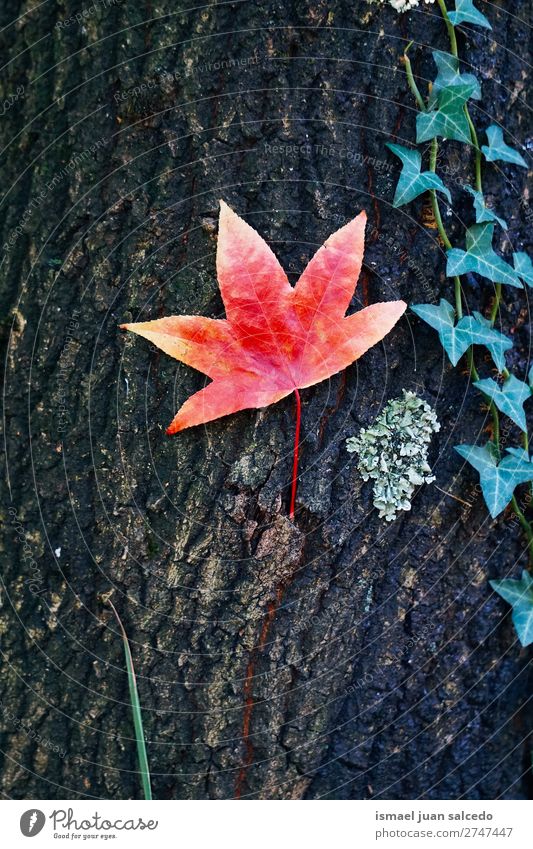 rotes Baumblatt Blatt Natur abstrakt Konsistenz Außenaufnahme Hintergrund Beautyfotografie Zerbrechlichkeit Herbst fallen Winter