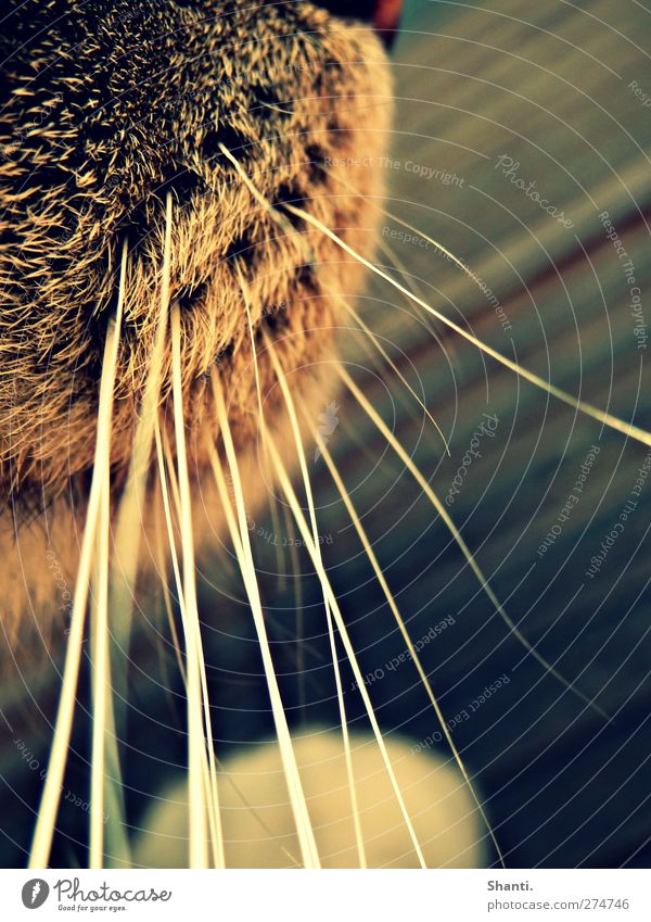 schnurrige haare Haustier Katze Fell 1 Tier Holz Linie weich blau gelb Warmherzigkeit friedlich Farbfoto Außenaufnahme Detailaufnahme Makroaufnahme
