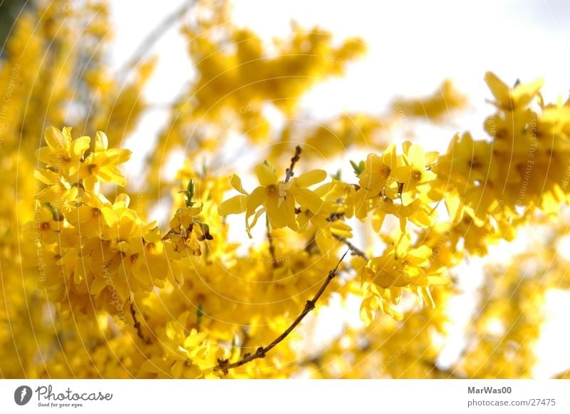 Yellow Sunshine Sonne Frühling Schönes Wetter Sträucher Blüte Blühend Freundlichkeit hell positiv Wärme gelb Lebensfreude Frühlingsgefühle Ginster Tiefenschärfe