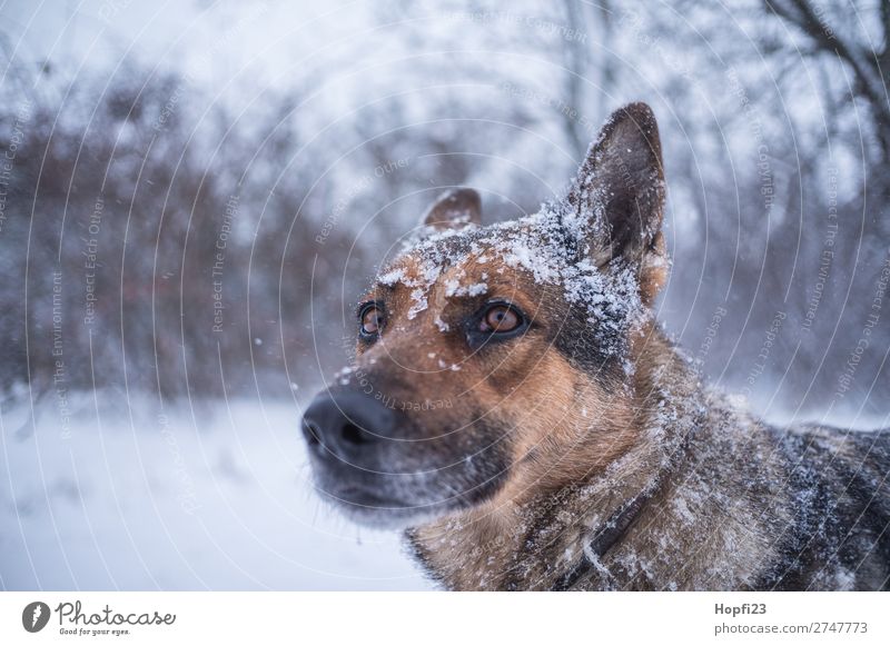 Deutscher Schäferhund im Winter Umwelt Natur Landschaft schlechtes Wetter Eis Frost Schnee Schneefall Pflanze Sträucher Wiese Tier Haustier Nutztier Hund