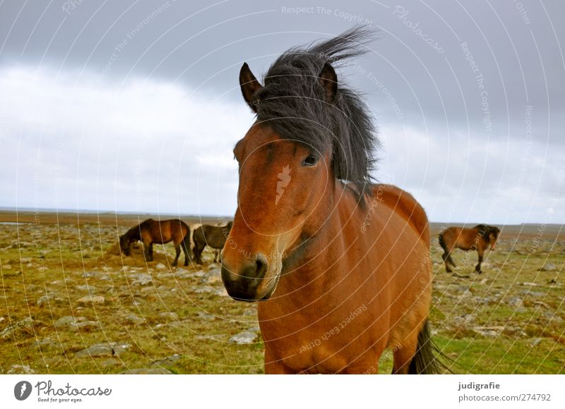 Island Umwelt Natur Landschaft Erde Himmel Wolken Wind Tier Nutztier Pferd Island Ponys 1 Tiergruppe ästhetisch Freundlichkeit natürlich Neugier schön braun