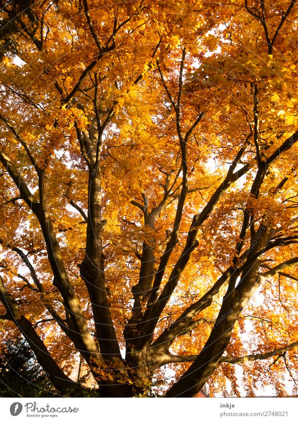 Herbst Pflanze Baum Buche Rotbuche Laubbaum Herbstlaub herbstlich Herbstfärbung groß natürlich braun gelb orange Erdton leuchtende Farben Baumkrone Ast Farbfoto