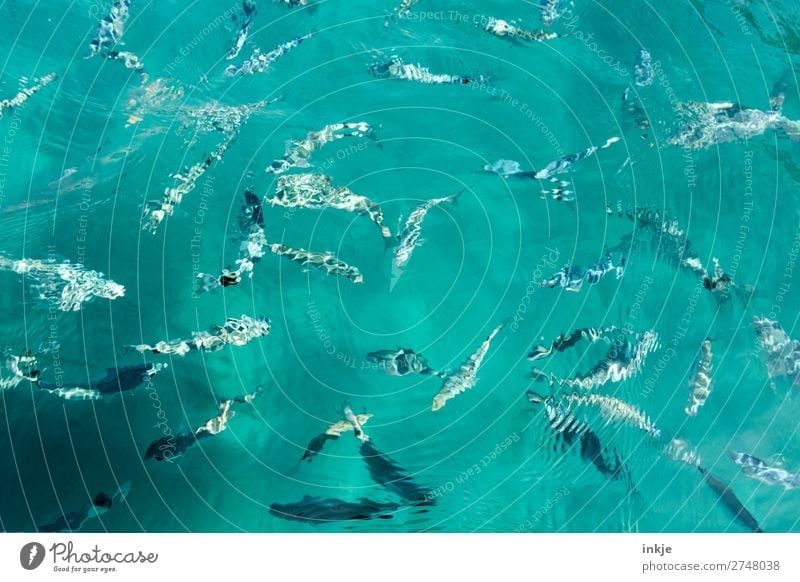 Wimmelbild im korsichen Meer Wasser Sommer Wildtier Fisch Fischschwarm Schwarm Schwimmen & Baden viele wild blau türkis Zusammenhalt Tiergruppe Meerwasser