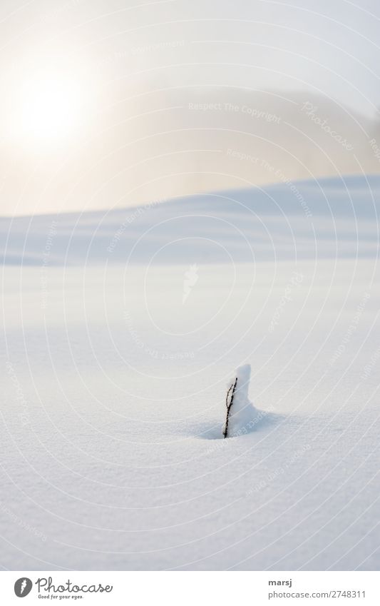Rückhalt harmonisch ruhig Winter Schnee Natur Nebel Eis Frost Ast leuchten stehen einfach natürlich Kraft Traurigkeit Einsamkeit träumen abstützen Sicherheit