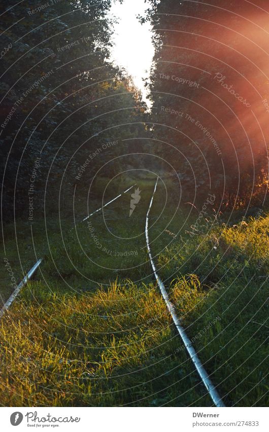 Die Bahn macht mobil... Ausflug Sonne Natur Pflanze Sonnenaufgang Sonnenuntergang Baum Gras Feld Wald Güterverkehr & Logistik Schienenverkehr Gleise leuchten