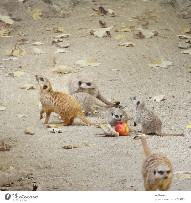 Apfelauflauf Erdmännchen Tiergruppe Tierjunges Tierfamilie Fressen Spielen niedlich Bewegung Manguste sozial Wildtier