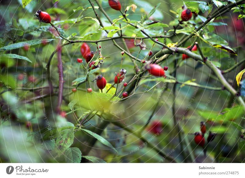 Im Dickicht Umwelt Natur Tier Pflanze Sträucher Rose Blatt Grünpflanze Wildpflanze Hundsrose Hagebutten Dorn Ast Blütenknospen Frucht grün rot Wachstum verblüht