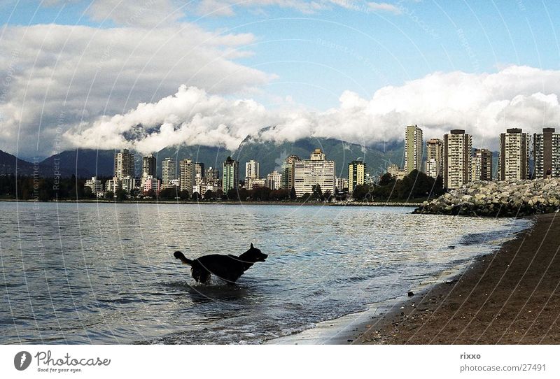 Strandhund Vancouver Kanada Hund Hochhaus British Columbia Nordamerika Bucht Wasser Schwimmen & Baden Skyline Wolkenhimmel Wolkenberg