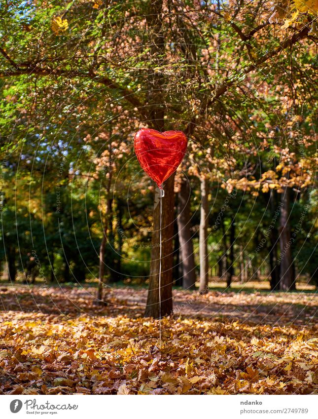 roter Ballon fliegt im Herbstpark Garten Natur Landschaft Pflanze Baum Park Wiese Wald Luftballon Herz fallen fliegen Liebe natürlich gelb grün Farbe Freiheit