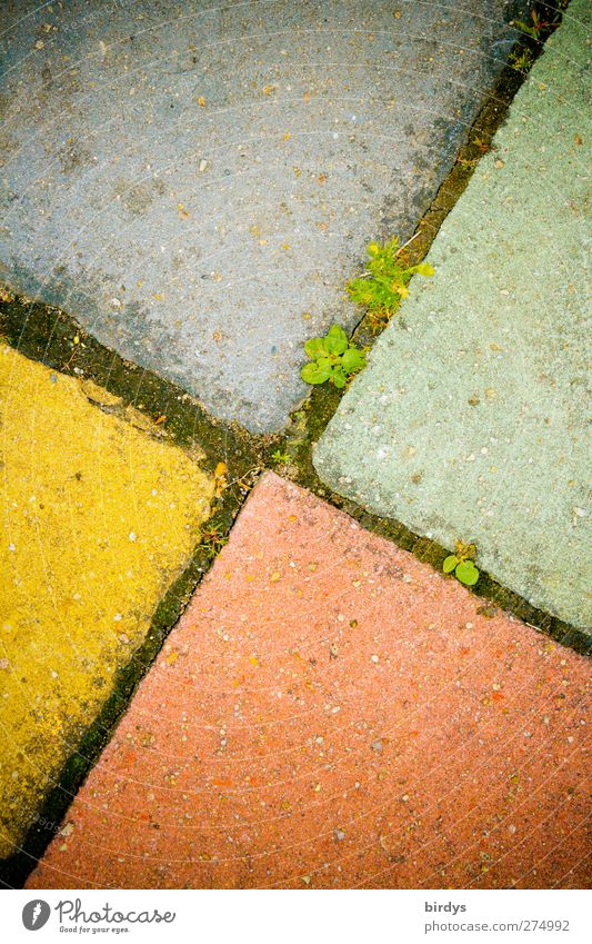 mehrfarbige Betonplatten als Fußboden , Gehwegplatten bunt Bodenplatten gehwegplatten Grünpflanze Wege & Pfade Wachstum authentisch Originalität retro