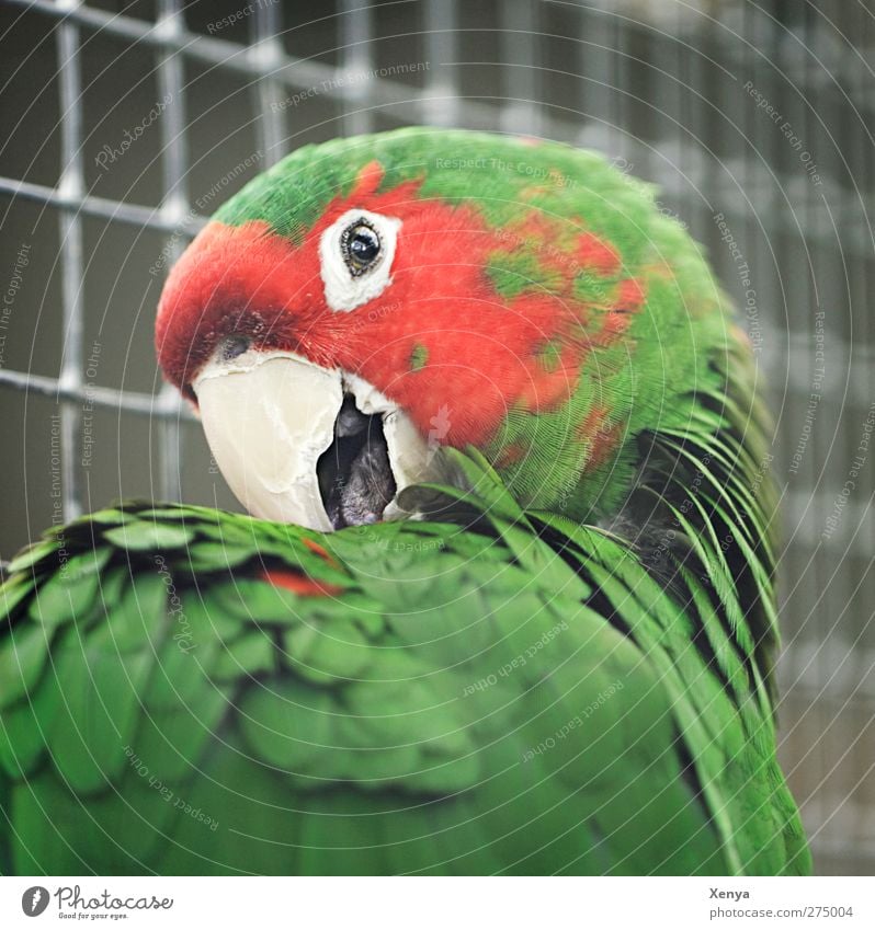 Papagei Tier Vogel Tiergesicht Zoo Papageienvogel 1 exotisch frech Neugier grün rot Farbfoto Außenaufnahme Nahaufnahme Menschenleer Tag Licht