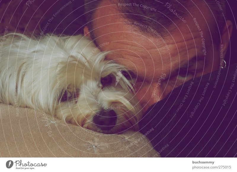 Mensch mit Havaneser Tier Haustier Hund 1 Liebe liegen ästhetisch Zusammensein niedlich weiß Gefühle Selbstportrait Farbfoto Innenaufnahme Porträt Tierporträt