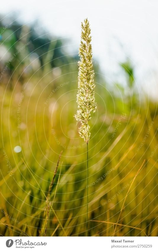 Gramineae Kräuter auf der Wiese Kräuter & Gewürze Sommer Sonne Natur Pflanze Wind Gras natürlich gelb Hintergrund Feld krautig Rasen Licht Poaceae Jahreszeiten