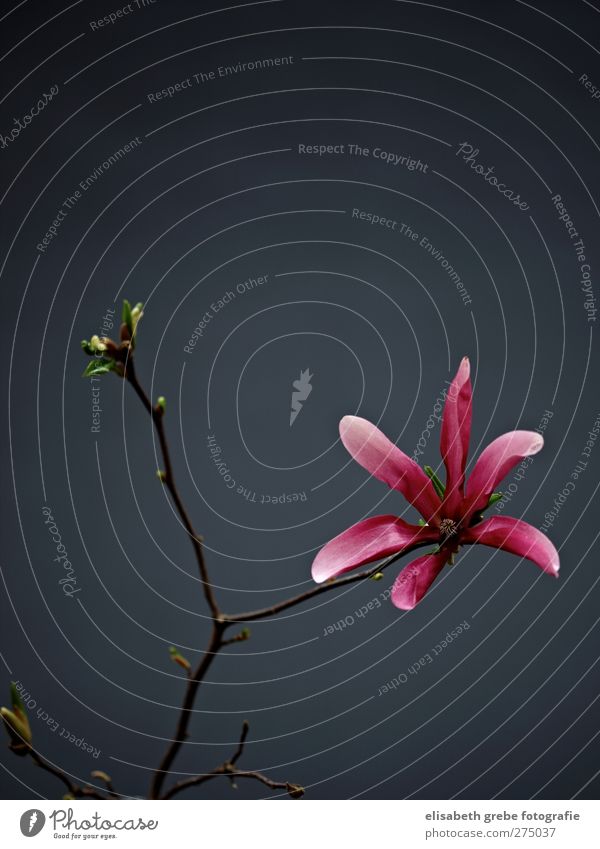 Magnolie Natur Pflanze Sträucher Blüte Wildpflanze Magnolienblüte Ast ästhetisch Duft Stimmung Blütenknospen rosa Farbfoto Studioaufnahme Textfreiraum oben