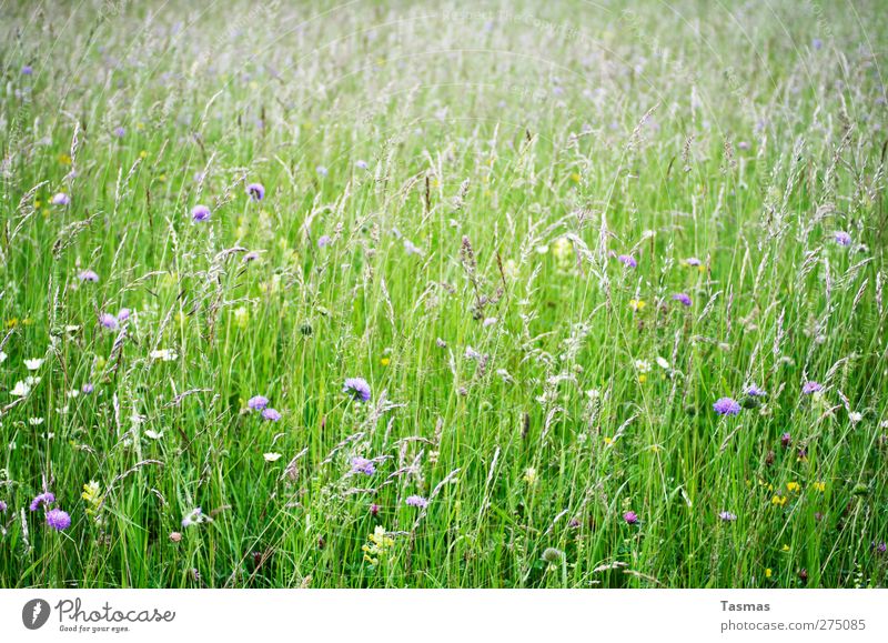 Bloom Umwelt Natur Pflanze Tier Frühling Sommer Blume Gras Blüte Grünpflanze Wildpflanze Garten Wiese natürlich grün schön Zufriedenheit nachhaltig Farbfoto