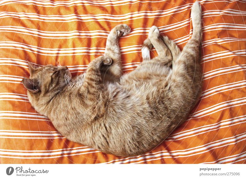 • ( ( ) / Tier Haustier Katze Tiergesicht Fell Krallen Pfote 1 Linie hängen hocken liegen schlafen niedlich weich orange Leidenschaft Sympathie Tierliebe