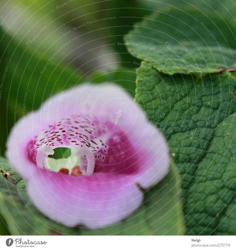 schau mal rein... Natur Pflanze Sommer Blume Blatt Blüte Wildpflanze Fingerhut Wald Blühend Wachstum ästhetisch außergewöhnlich schön klein natürlich grün rosa